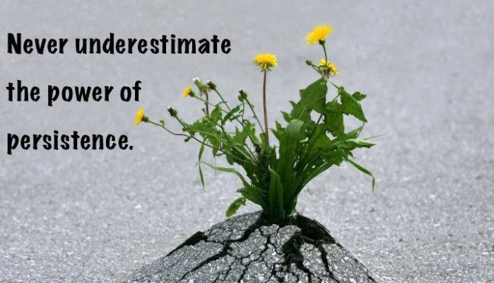 Photograph of daisies bursting through concrete, the caption reads "Never underestimate the power of persistence"